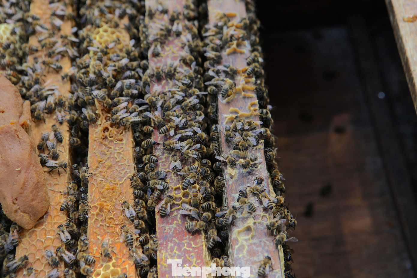 Người nuôi ong cho biết, từ tháng 4 hàng năm, họ bắt đầu đưa ong ra vùng miền Trung, miền Bắc. Thời điểm này nhiều loài hoa nở, ong ăn để làm mật. Và đến cuối tháng 10, khi hết mùa hoa, trời chuyển lạnh, đàn ong lại được họ di chuyển vào Tây Nguyên.