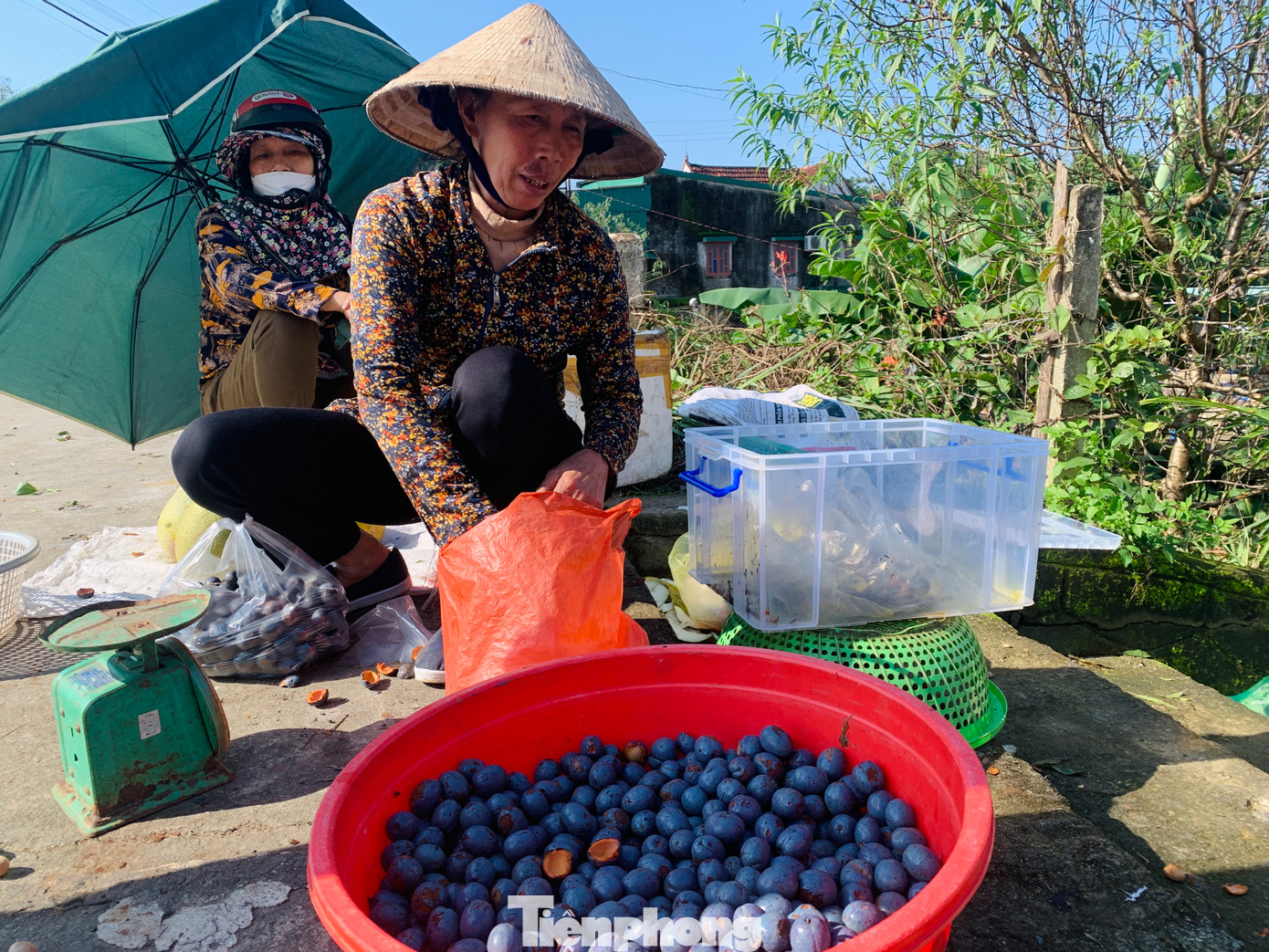 Cọ được người dân bán tại các khu vực chợ. Để thu hút khách mua, họ thường làm sẵn một ít cọ chín để khách thưởng thức. Đối với cọ đã được làm chín sẽ bán giá cao hơn từ 30.000 - 40.000 đồng/kg.