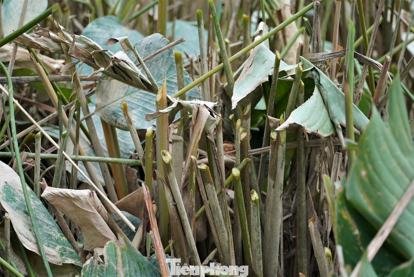 Cây lá dong rất dễ trồng, nhất là các khu vực đất dọc các bờ suối. Loài cây này giúp cho người nông dân thu nhập khá cao trong dịp Tết.