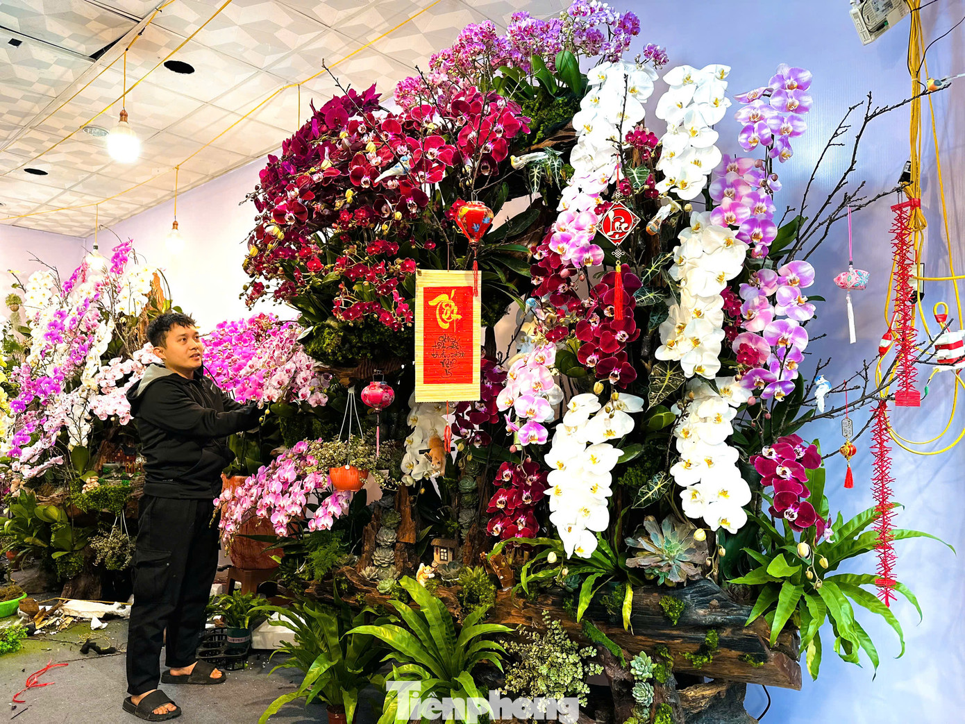 Chậu lan 300 cành đã được khách hàng mua với giá 100 triệu đồng.