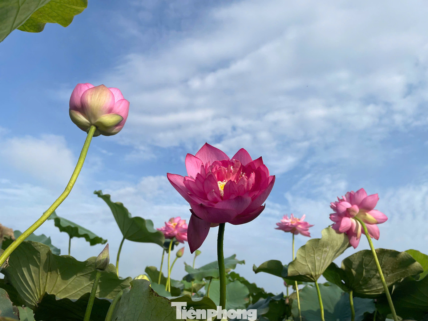 Vì thế, lực lượng thanh niên đã cùng phối hợp, cải tạo đồng ruộng, chọn giống sen bách diệp có chất lượng cao để trồng thử nghiệm.