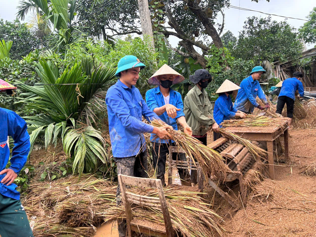 Sau khi gặt xong, lực lượng thanh niên huyện Hương Khê cũng tham gia tuốt lúa giúp người dân.