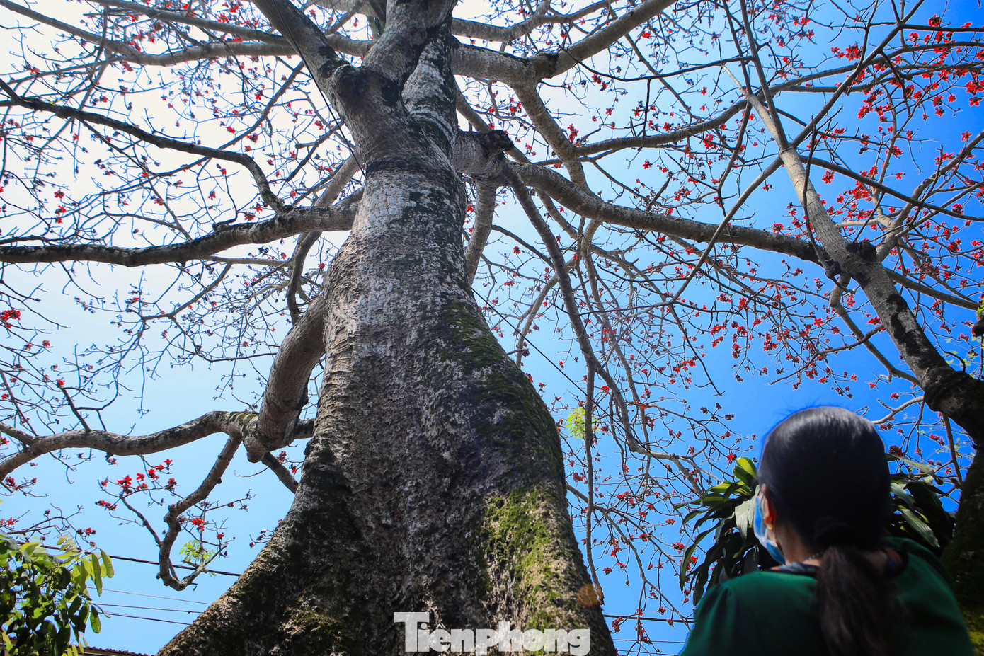 Cây gạo này cao khoảng 40 đến 50m, phần thân gốc có đường kính trên 2,5m, 5 người ôm không xuể.