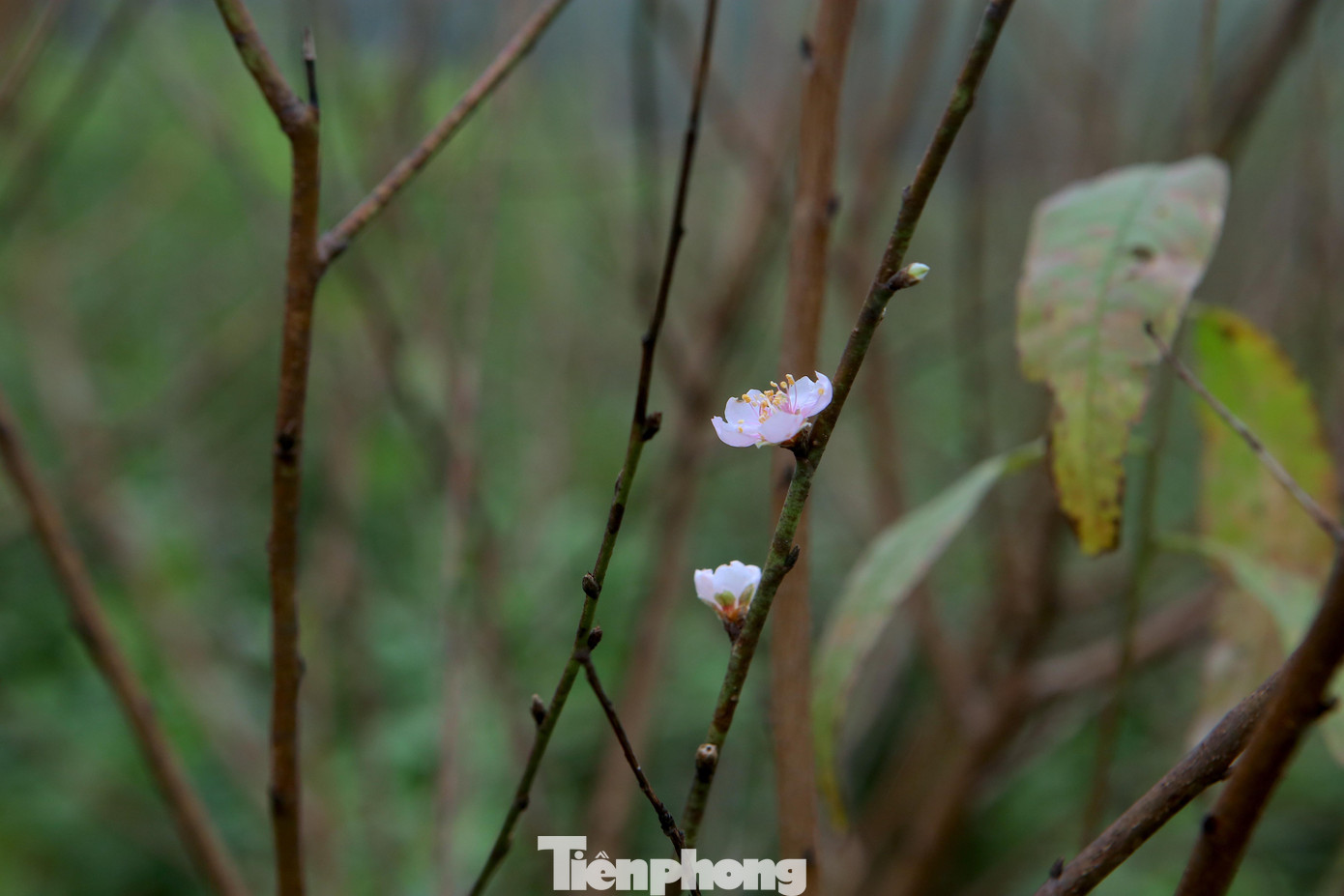 Đào phai có màu hồng phớt, cánh nhỏ. Đào phai có màu hồng phớt, cánh nhỏ.