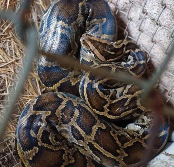 Cá thể trăn quý hiếm. Cá thể trăn quý hiếm.