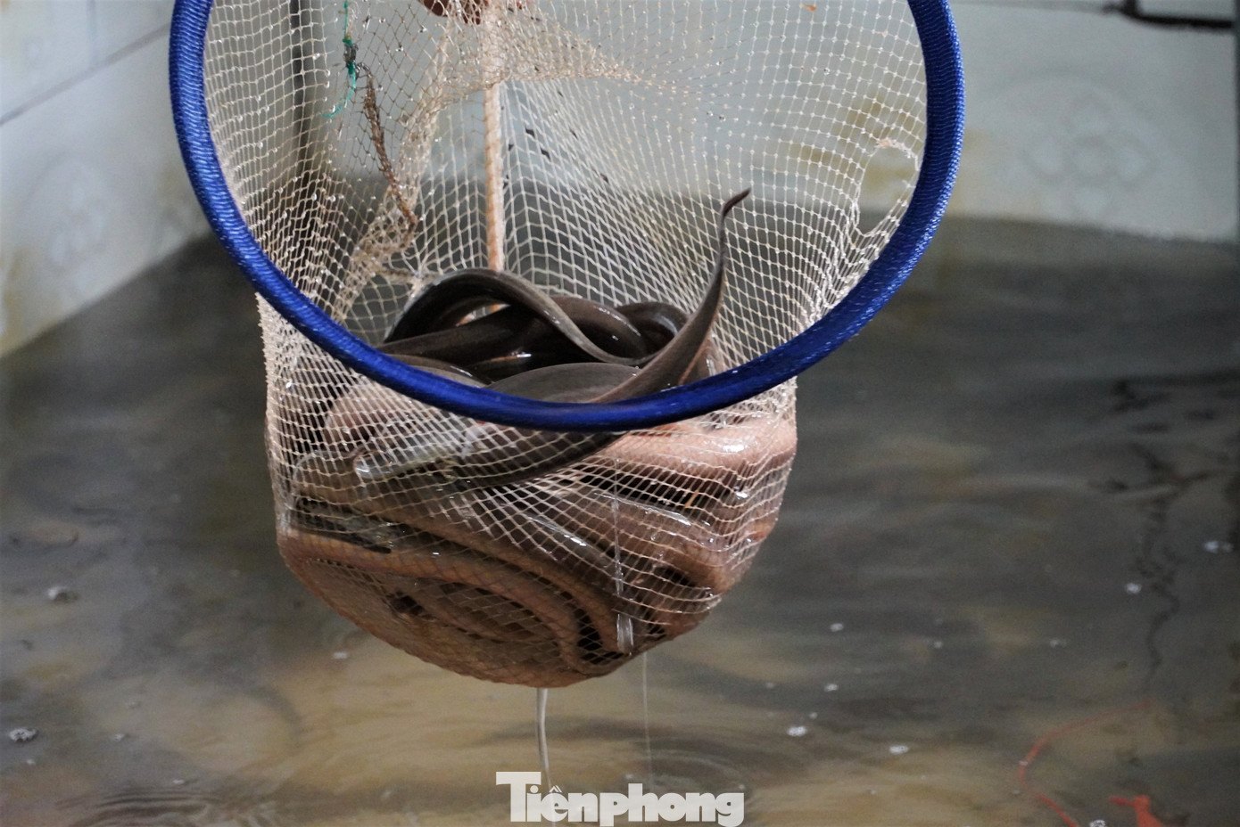 “Lươn nuôi hiện tại đạt trọng lượng từ 3-4 con/kg. Thị trường chủ yếu cung cấp cho người dân địa phương và các huyện lân cận”, ông Hà chia sẻ.