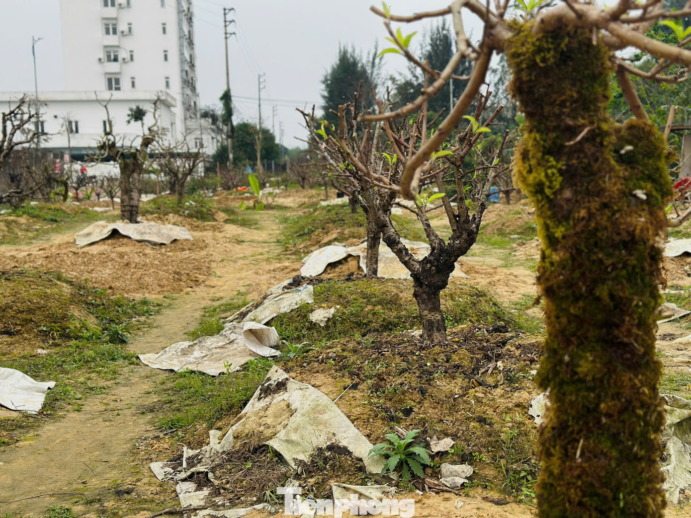 Ông Lê Văn Dũng (55 tuổi, phường Bắc Hà, thành phố Hà Tĩnh) đang cắt bỏ cành hoa khi trồng lại những gốc đào sau Tết. Công việc “hồi sinh” cây đào được ông Dũng bắt đầu với công đoạn quan trọng như cắt tỉa cành, loại bỏ hoa và nụ còn sót lại, giúp cây tập trung dinh dưỡng vào thân. Ông Lê Văn Dũng (55 tuổi, phường Bắc Hà, thành phố Hà Tĩnh) đang cắt bỏ cành hoa khi trồng lại những gốc đào sau Tết. Công việc “hồi sinh” cây đào được ông Dũng bắt đầu với công đoạn quan trọng như cắt tỉa cành, loại bỏ hoa và nụ còn sót lại, giúp cây tập trung dinh dưỡng vào thân.