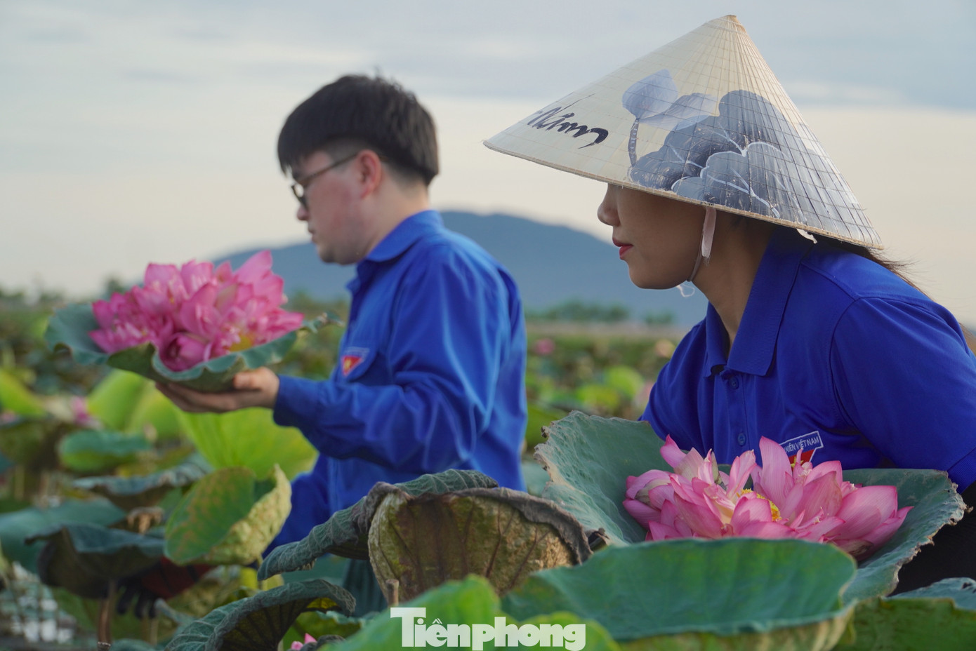 Sen bách diệp được mua với giá 1.200-1.500 đồng/bông. Mỗi ngày hái bán được từ 1.000-3.000 bông sen bách diệp, thu về từ 1-3 triệu đồng. Sen bách diệp được mua với giá 1.200-1.500 đồng/bông. Mỗi ngày hái bán được từ 1.000-3.000 bông sen bách diệp, thu về từ 1-3 triệu đồng.