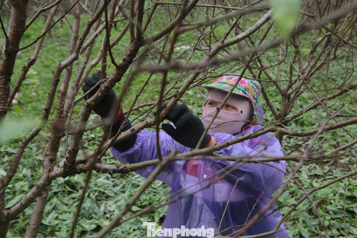 Chị Bùi Thị Thuỷ (thôn Đông Vĩnh, xã Lưu Vĩnh Sơn) cho biết, công đoạn tuốt lá đào đòi hỏi sự tỉ mỉ bởi tuốt lá không cẩn thận sẽ ảnh hưởng đến các mắt hoa, các chồi nụ của cây đào. Vì thế toàn bộ công đoạn tuốt lá, tỉa cành đều được thực hiện hoàn toàn theo phương pháp thủ công. Năm nay gia đình chị có 80 gốc bán ra thị trường, giá tuỳ theo cây và thế. Chị Bùi Thị Thuỷ (thôn Đông Vĩnh, xã Lưu Vĩnh Sơn) cho biết, công đoạn tuốt lá đào đòi hỏi sự tỉ mỉ bởi tuốt lá không cẩn thận sẽ ảnh hưởng đến các mắt hoa, các chồi nụ của cây đào. Vì thế toàn bộ công đoạn tuốt lá, tỉa cành đều được thực hiện hoàn toàn theo phương pháp thủ công. Năm nay gia đình chị có 80 gốc bán ra thị trường, giá tuỳ theo cây và thế.