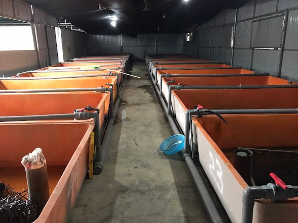 Bên trong khu vực nuôi lươn của anh Dung.