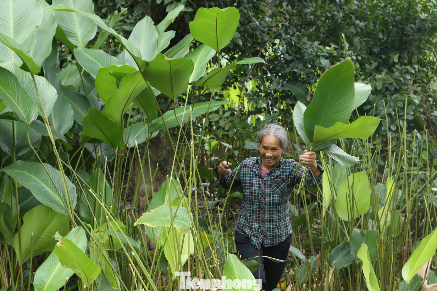 Thôn Vĩnh Phúc, xã Quang Vĩnh, huyện Đức Thọ được xem là “thủ phủ” trồng lá dong lớn nhất Hà Tĩnh. Cuối năm khi nhu cầu sử dụng loại lá này để gói bánh chưng Tết, nơi đây cả ngày không khí luôn tất bật rộn ràng để thu hoạch lá phục vụ nhu cầu của khách hàng.