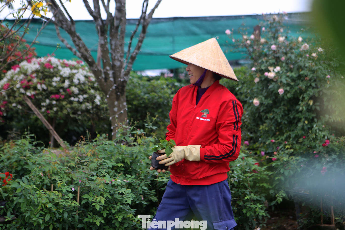 Tại các khu vực bán hoa, cây cảnh, những người phụ nữ được thuê vận chuyển hoa, cây cảnh kiếm bội tiền nhờ công việc này.