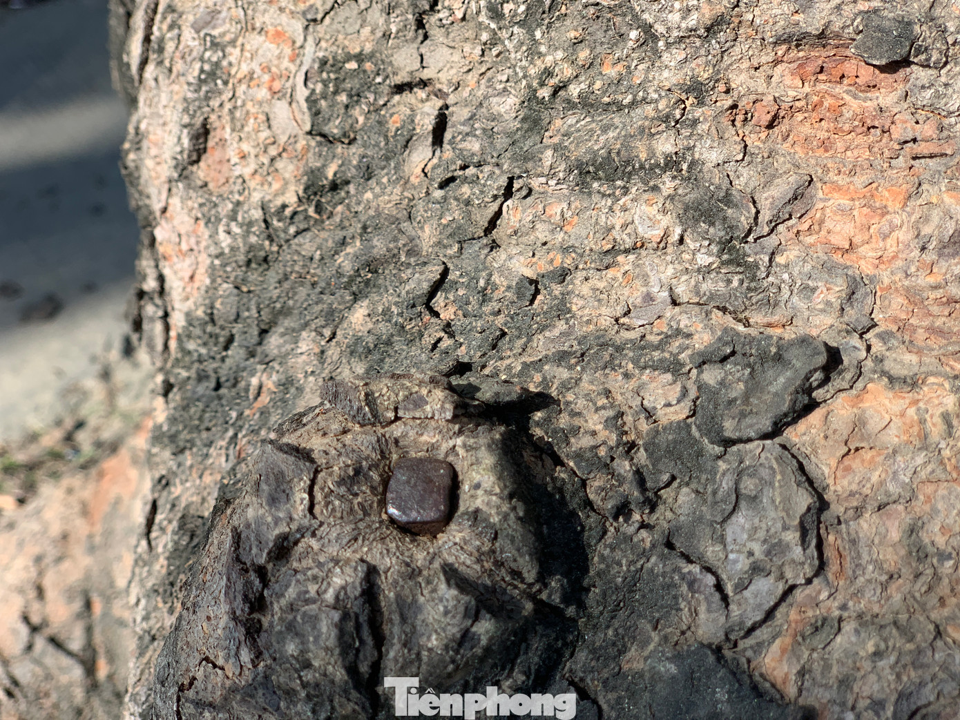 Một lãnh đạo UBND xã Bùi La Nhân, huyện Đức Thọ cho biết, đơn vị đã nắm được thông tin và chỉ đạo lực lượng công an vào cuộc điều tra, xử lý. Hiện một số biển báo, bảng quảng cáo đã được tháo dỡ. Ngoài ra để bảo vệ hàng cây cổ thụ, địa phương đã yêu cầu người dân ven đường không được thực hiện các hành vi nhằm xâm hại làm ảnh hưởng đến cây.