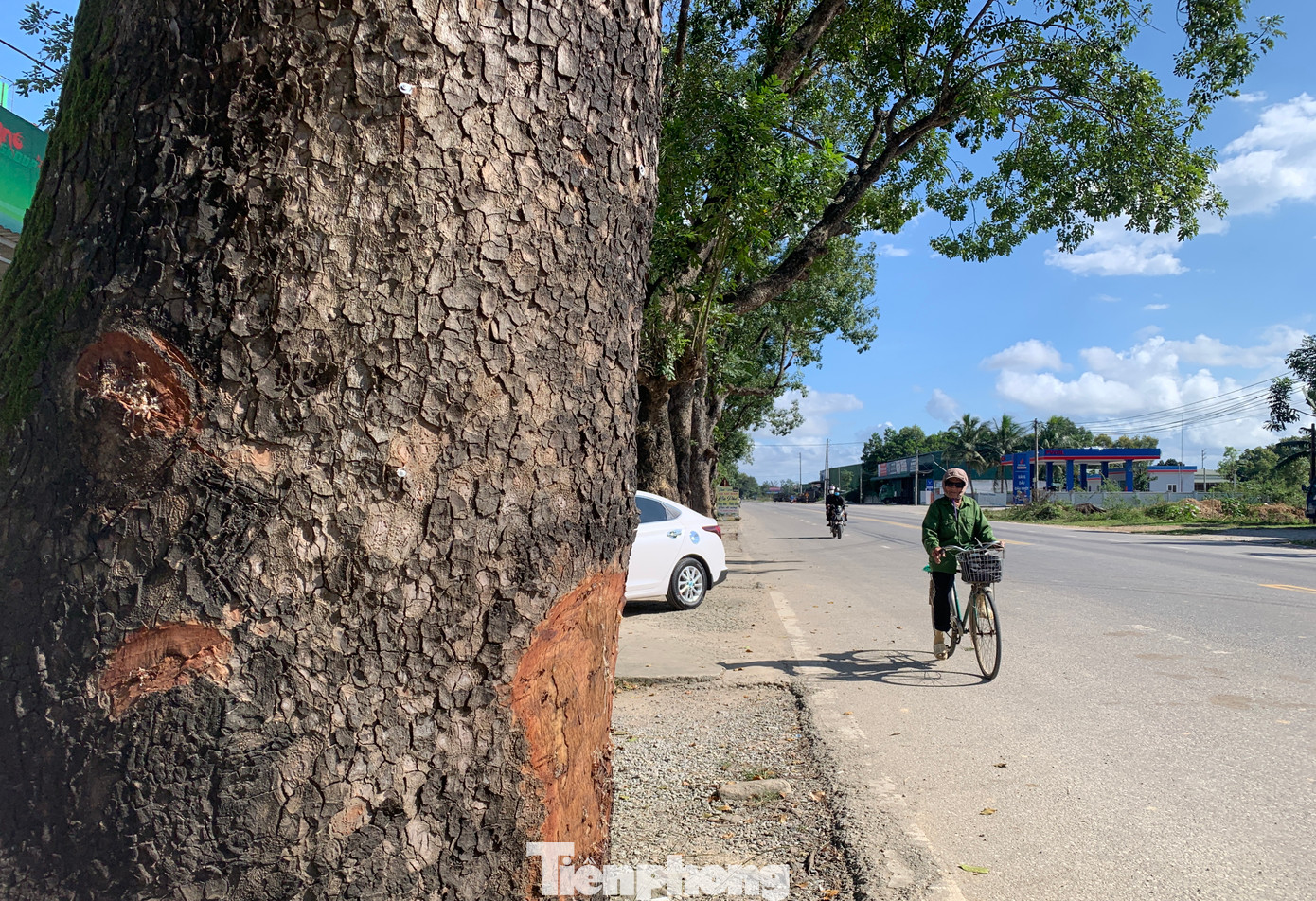 Qua ghi nhận, có ít nhất 3 gốc cây bị đẽo vỏ thân, để lại hình ảnh nham nhở… Những vết mủ chảy từ thân cây nơi vị trí đẽo vỏ.
