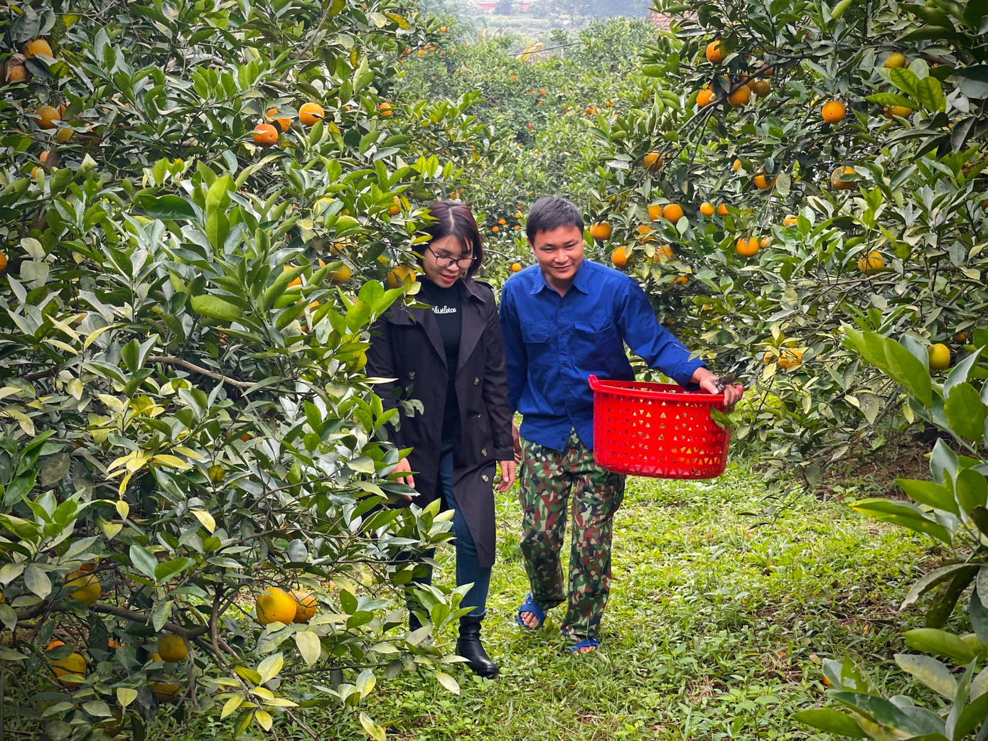 Từ đầu tháng 10 đến tháng 11 (Âm lịch), cam Thượng Lộc ở huyện Can Lộc (Hà Tĩnh) bắt đầu chín vàng, cho thu hoạch. Những dịp này người dân trồng cam ở vùng đồi núi Trà Sơn (huyện Can Lộc) đang tất bật chuẩn bị hàng hoá để phục vụ thị trường Tết. Từ đầu tháng 10 đến tháng 11 (Âm lịch), cam Thượng Lộc ở huyện Can Lộc (Hà Tĩnh) bắt đầu chín vàng, cho thu hoạch. Những dịp này người dân trồng cam ở vùng đồi núi Trà Sơn (huyện Can Lộc) đang tất bật chuẩn bị hàng hoá để phục vụ thị trường Tết.