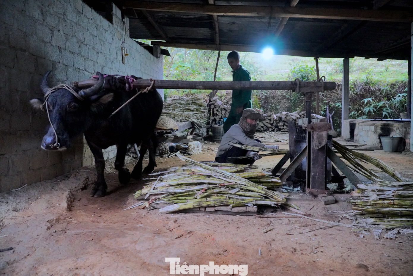 Trong khi nhiều vùng đã đầu tư máy móc hiện đại về để làm mật thì người dân nơi đây vẫn làm theo phương pháp thủ công, dùng sức trâu ép mía và nấu mật bằng lửa củi.