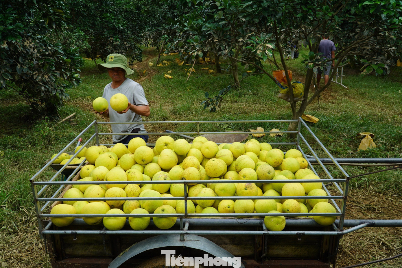 Mưa ngớt, nước sông rút, nhiều gia đình trồng bưởi tại xã Hương Trạch ra các khu vực trồng bưởi để thu hoạch. Vì bưởi khi đã bị ngâm nước lũ, nếu không kịp thời thu hoạch sẽ rụng quả và thối.