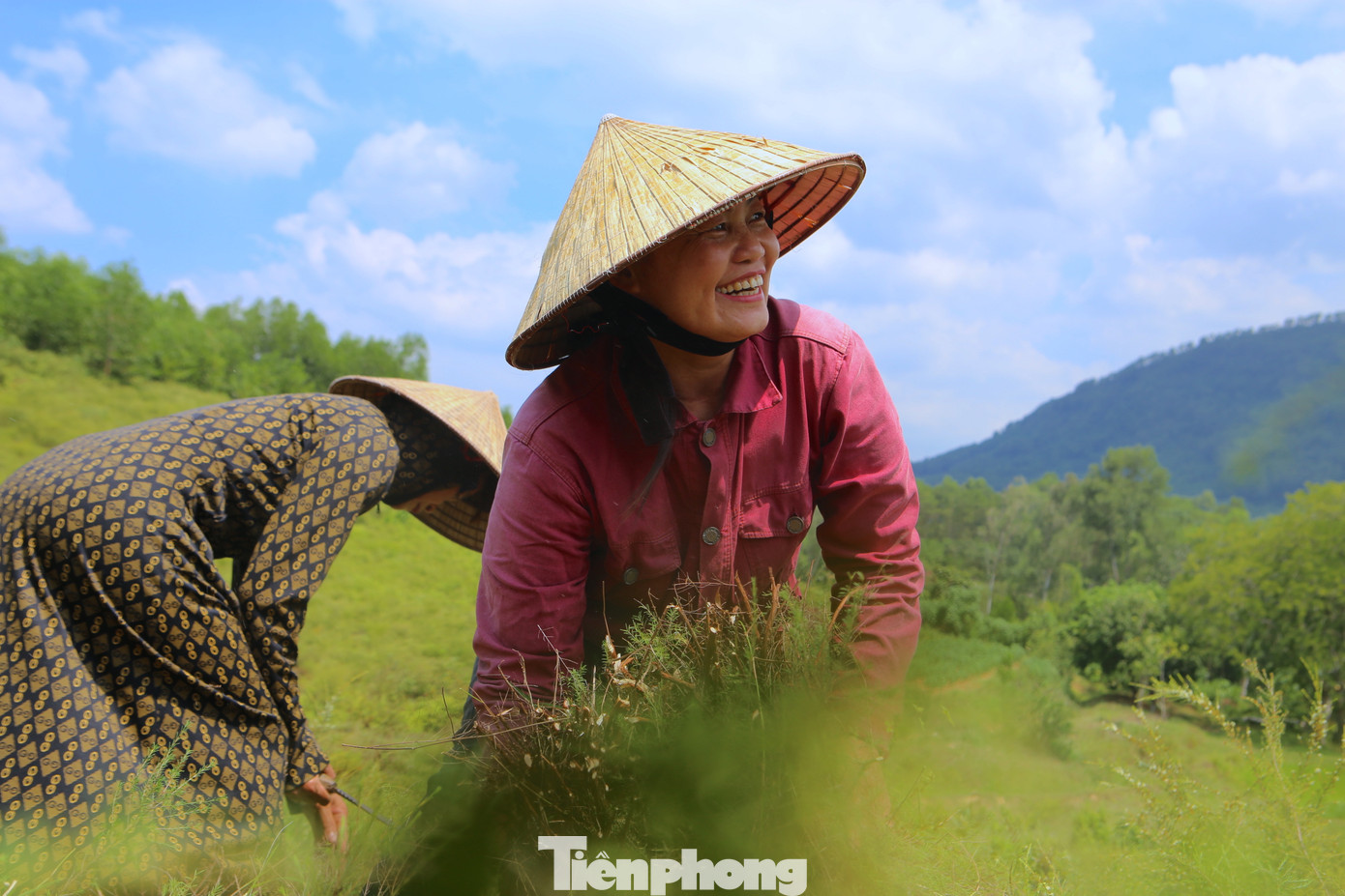 “Trện thu hoạch vào mùa nắng, mùa mưa không cắt được. Thu hoạch trện ở đây theo hình thức cuốn chiếu. Vì là loại cây mọc hoang nên chỉ cần cuốc cỏ, bỏ ít phân là thu hoạch được mà không cần đầu tư chi phí nhiều”, bà Hợi cho hay.