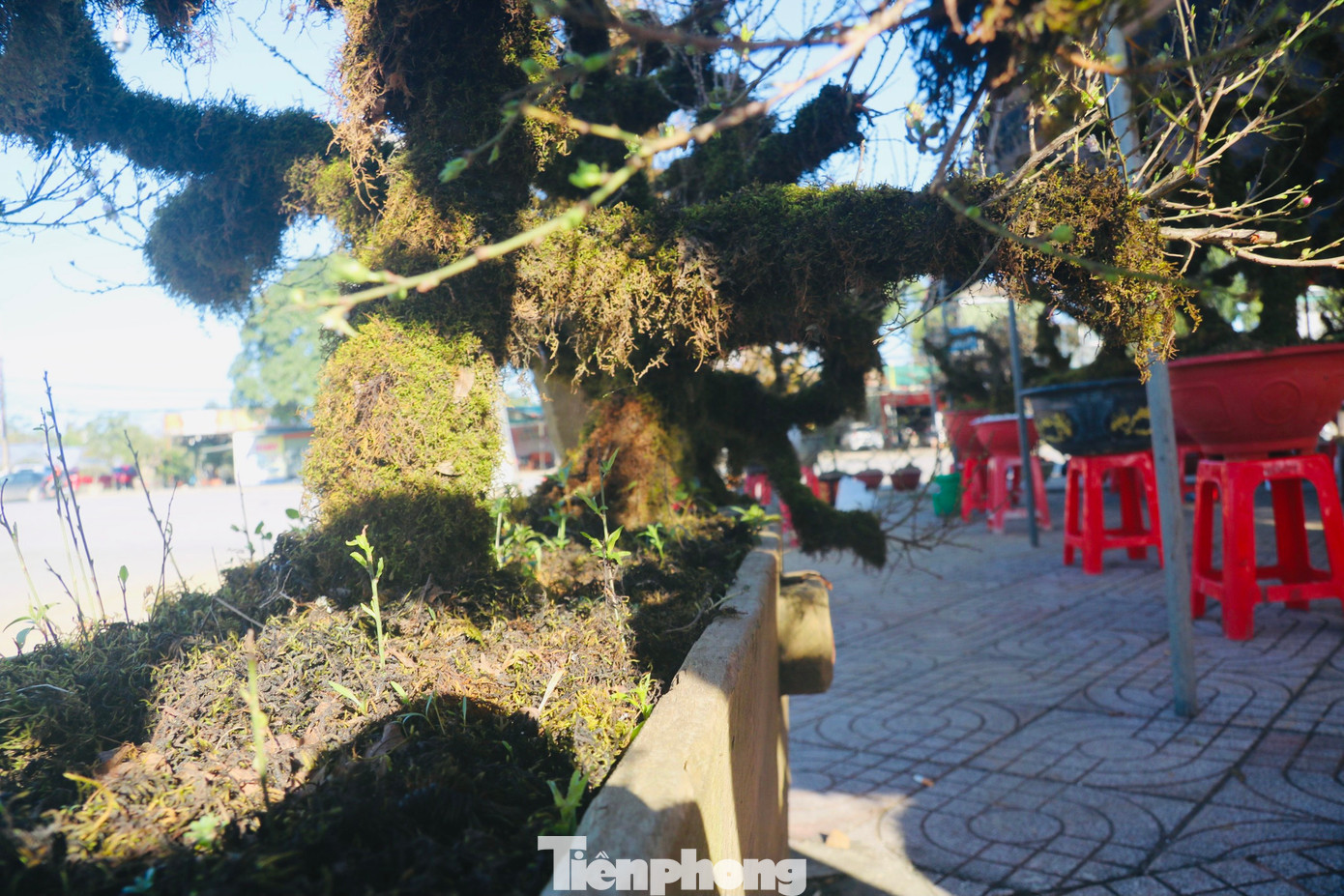 Thuyền gỗ này có chiều dài khoảng 3m. Bên trong con thuyền có chứa đất, phân hữu cơ và các chất dinh dưỡng cần thiết cho cây sinh trưởng, còn phía ngoài ghi chữ “Thuận buồm xuôi gió”…