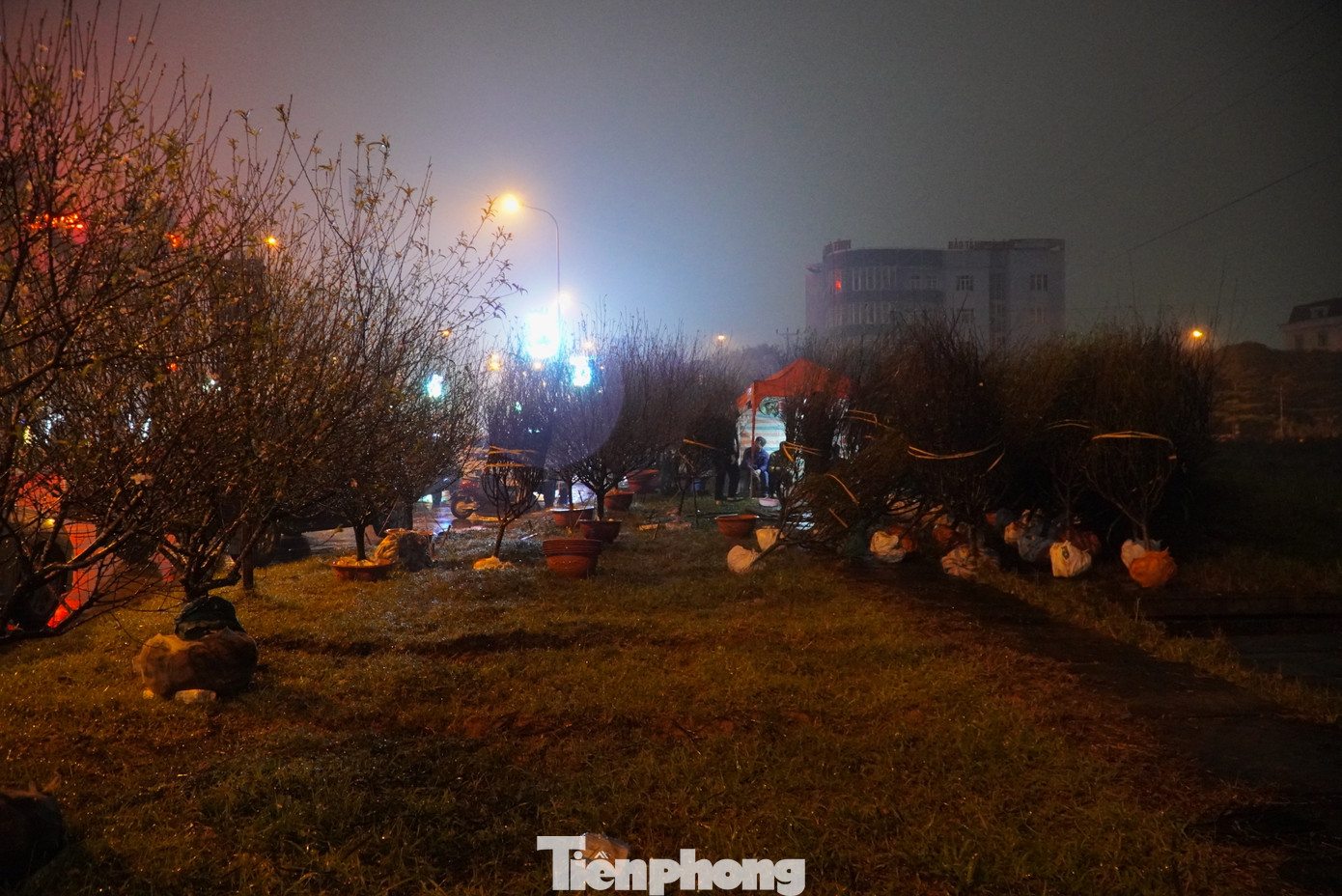 Người bán đào co ro trong những chiếc lều được chuẩn bị sẵn.