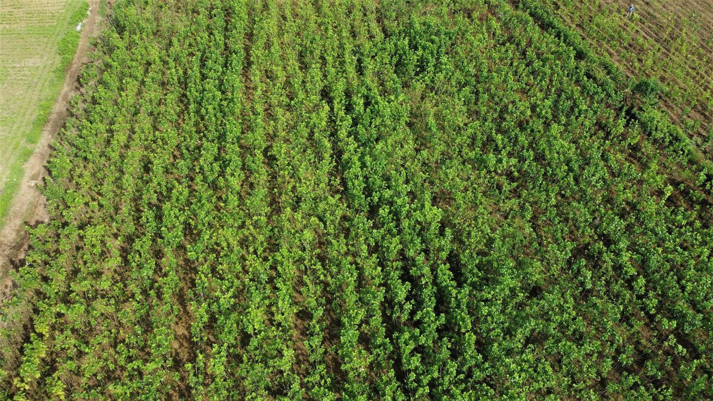 Sau khi thấy mô hình có hiệu quả, anh Cường đã nhân rộng sản xuất, đưa cây dâu lai về trồng trên diện tích 3ha tại bãi bồi ven sông Ngàn Phố làm thức ăn cho tằm. Trong ảnh là ruộng dâu được anh Cường trồng bên bờ sông Ngàn Phố.