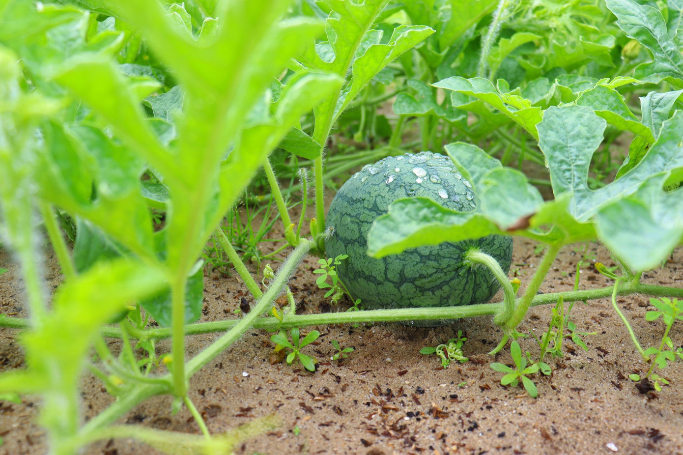 Nhờ áp dụng được khoa học kỹ thuật, người dân đã kiếm bội tiền nhờ trồng rau củ trên dải đất cát bị hoang hoá. Nhờ áp dụng được khoa học kỹ thuật, người dân đã kiếm bội tiền nhờ trồng rau củ trên dải đất cát bị hoang hoá.
