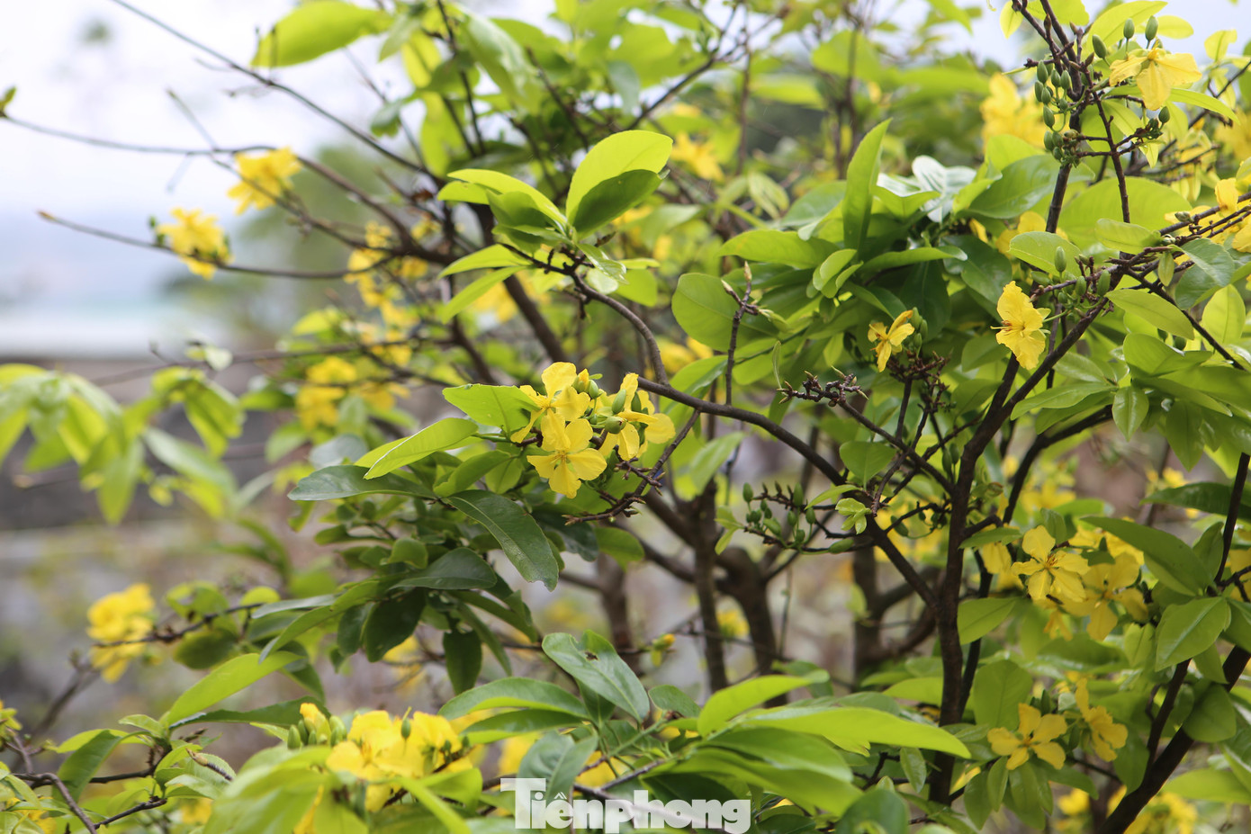 Xã Kỳ Nam xác định đưa cây mai trở thành cây hàng hoá chủ lực, nâng cao thu nhập cho nhiều hộ dân. Hiện toàn xã có 30% hộ dân trồng mai, trong đó, có trên 20 hộ dân có từ 200 gốc mai trở lên.