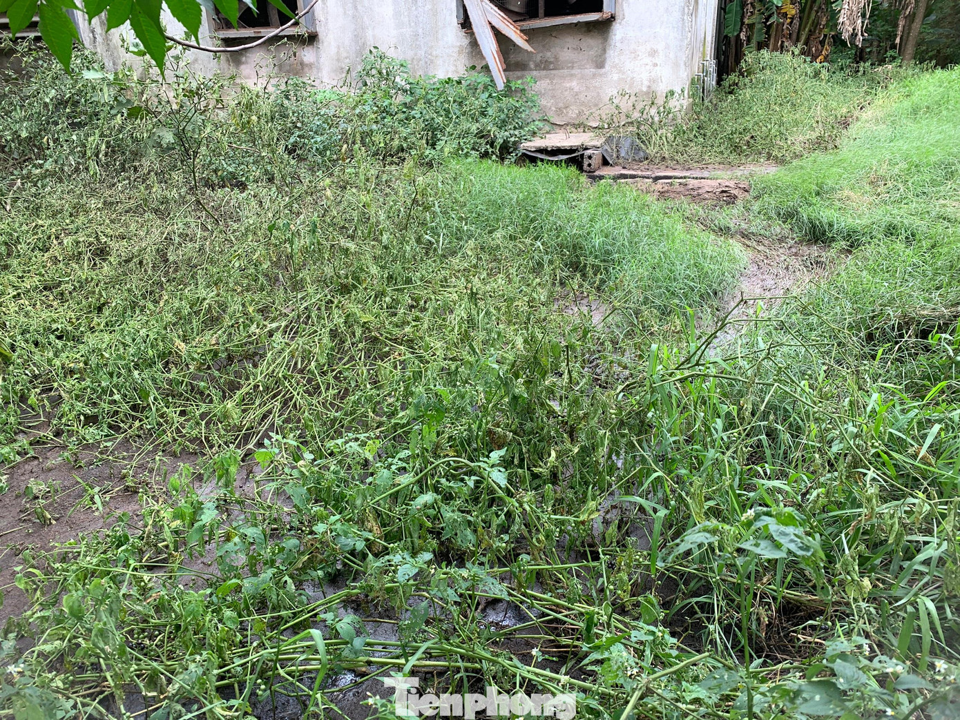 Chất thải chưa qua xử lý từ chuồng trại nuôi lợn của ông Đinh Thăng Long chảy tràn ra môi trường.