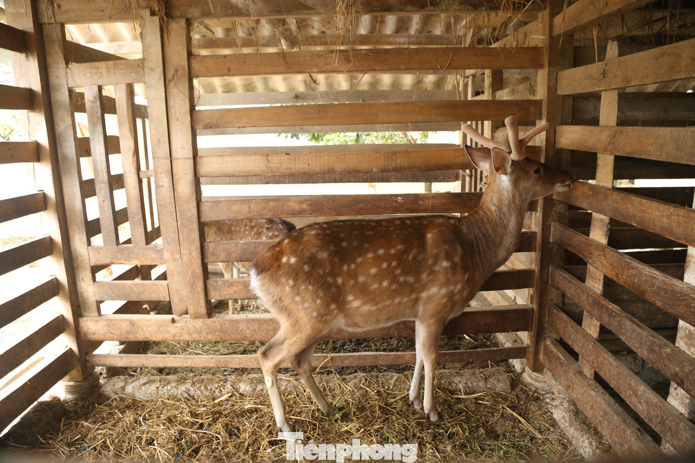 Mùa cắt lộc nhung hươu bắt đầu từ tháng Giêng, đến tháng 3 Âm lịch. Nhung mỗi năm chỉ cắt được một lần, có những con khoẻ mạnh, sẽ ra thêm một lần cắt lộc trái.