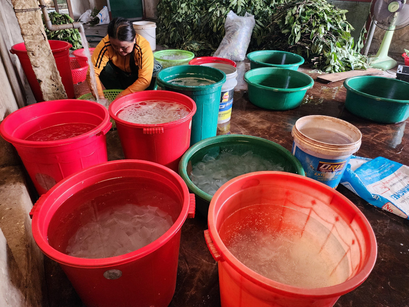 Trước đây, sứa chỉ được ngâm muối để trở thành sứa mặn rồi đem bán ra thị trường. Tuy nhiên, vài năm trở lại đây, nhằm nâng cao giá trị của sứa, các cơ sở sản xuất đã nâng cấp, chế biến sâu thành sứa ăn liền.