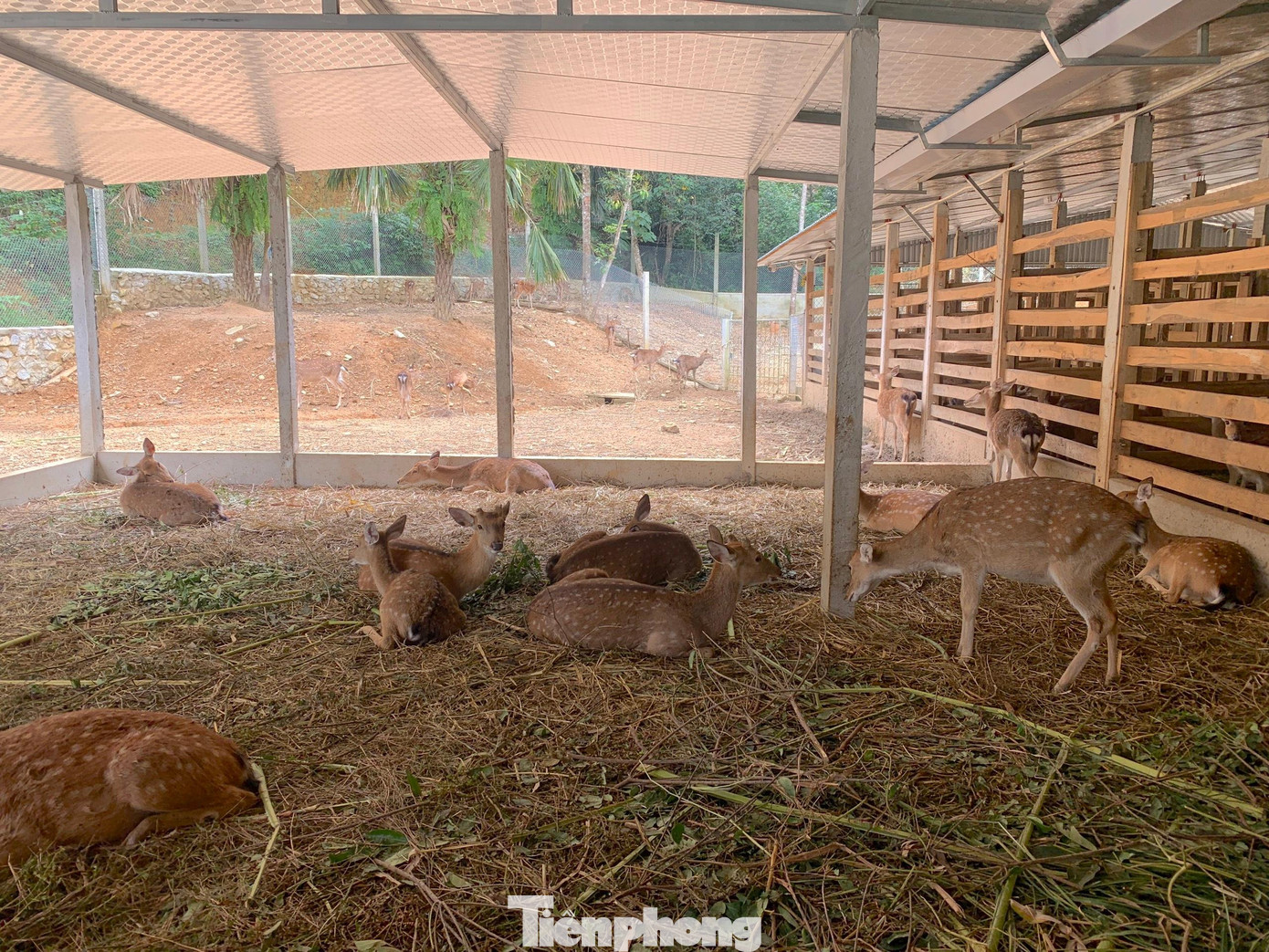 Ngoài nuôi theo cách truyền thống tại từng chuồng riêng biệt, anh Tiệp còn thả nuôi hươu theo bầy đàn.