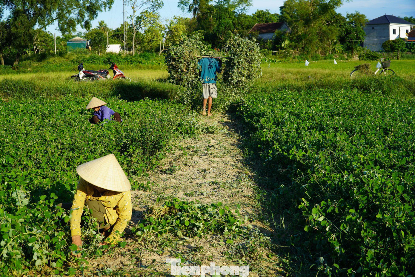 7 năm nay, hơn 30 hộ dân tại xã Cẩm Vịnh, huyện Cẩm Xuyên (Hà Tĩnh) đã “biến” những mảnh đất trồng hoa màu trở thành vùng trồng cây dược liệu cho thu nhập cao.