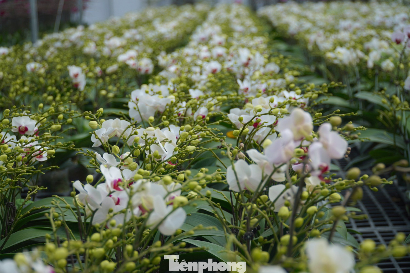 Tại đây có khoảng trên 15 loài hoa, đủ màu sắc cho khách hàng lựa chọn.