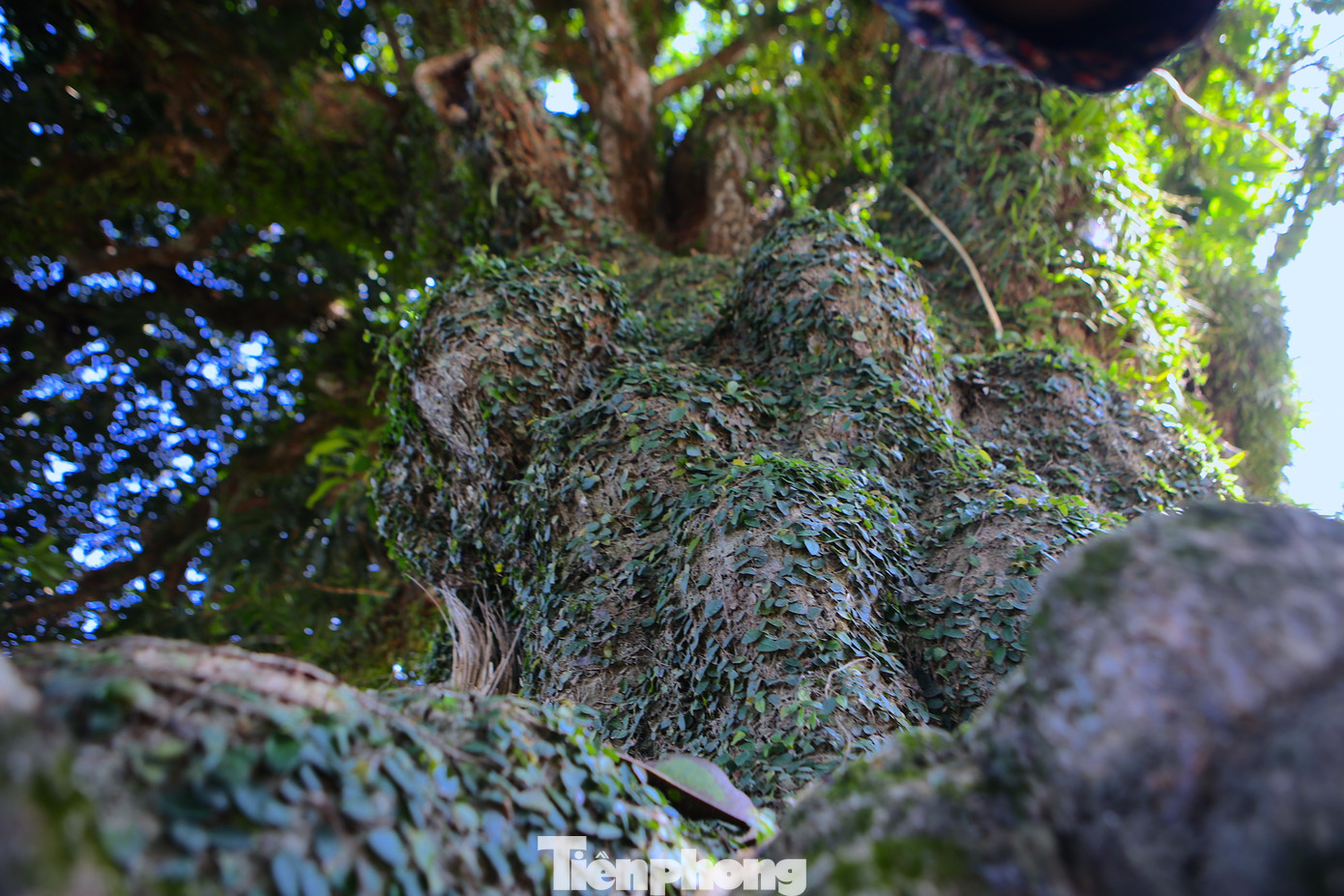 Cây không chỉ che chở, bảo vệ làng mạc, thôn xóm trước mưa sa, nắng táp mà còn là chứng tích của lịch sử, của các bậc tiền nhân trong quá trình dựng nước và giữ nước.