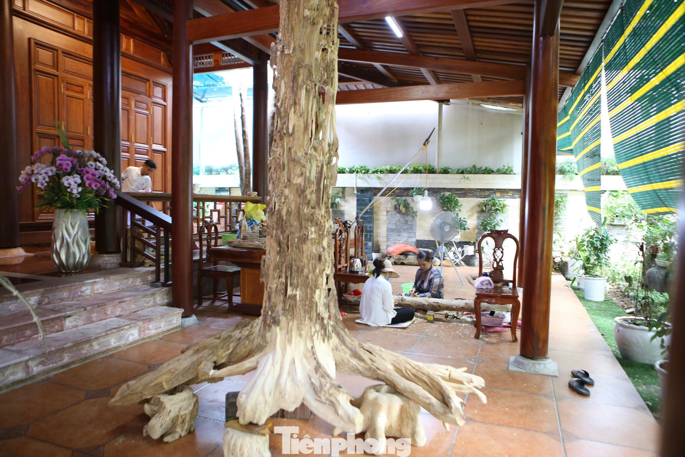 Cây dó trầm hơn 100 năm tuổi được chế tác thành cây trầm khô làm cảnh đặt ở trong nhà. Cây này được gia chủ tiết lộ bán với giá hơn 3 tỷ đồng.