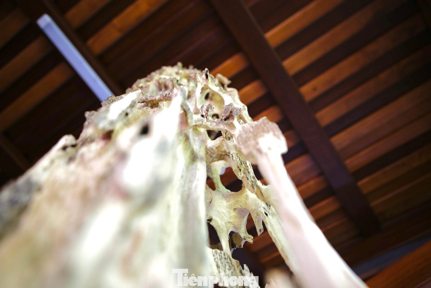 Trầm hương có giá trị rất cao, mang lại thu nhập “khủng” cho người dân vùng quê Hương Khê.