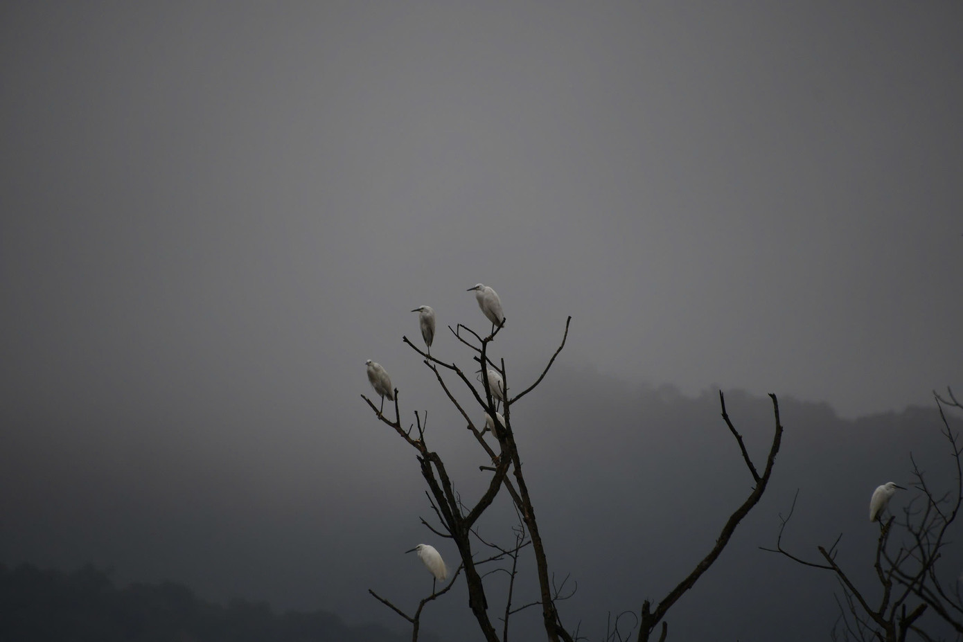 Nhiều đàn cò trắng sinh sống ở khu rừng này.