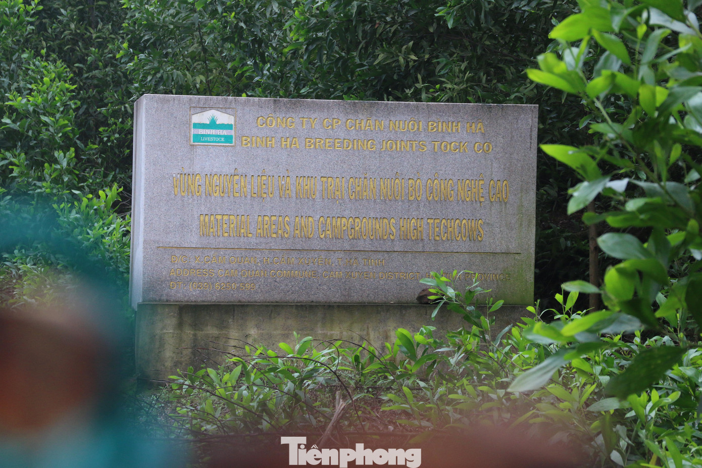 Dự án chăn nuôi bò giống và bò thịt của Công ty CP Chăn nuôi Bình Hà đóng tại xã Cẩm Quan (huyện Cẩm Xuyên).