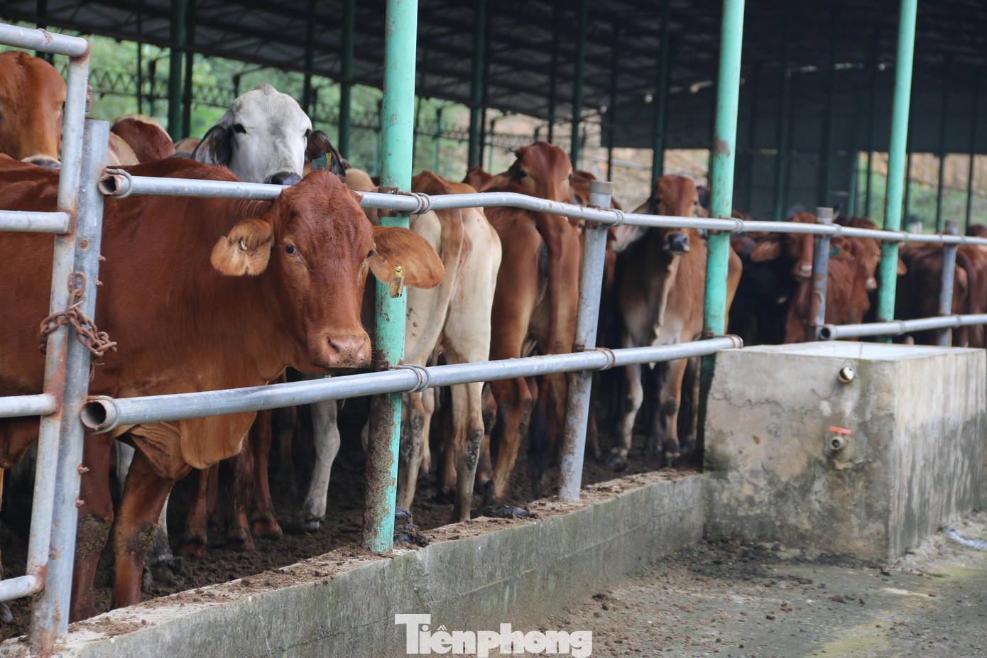 Giống bò từng được chủ đầu tư nhập về chăn nuôi, nhưng không mang lại hiệu quả.