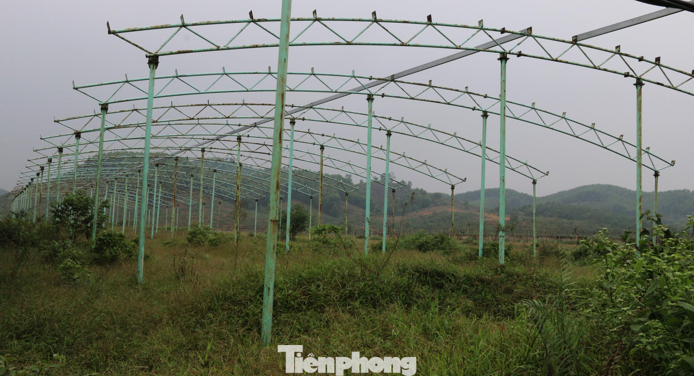 Cây cỏ mọc um tùm bên trong dự án bỏ hoang nhiều năm.