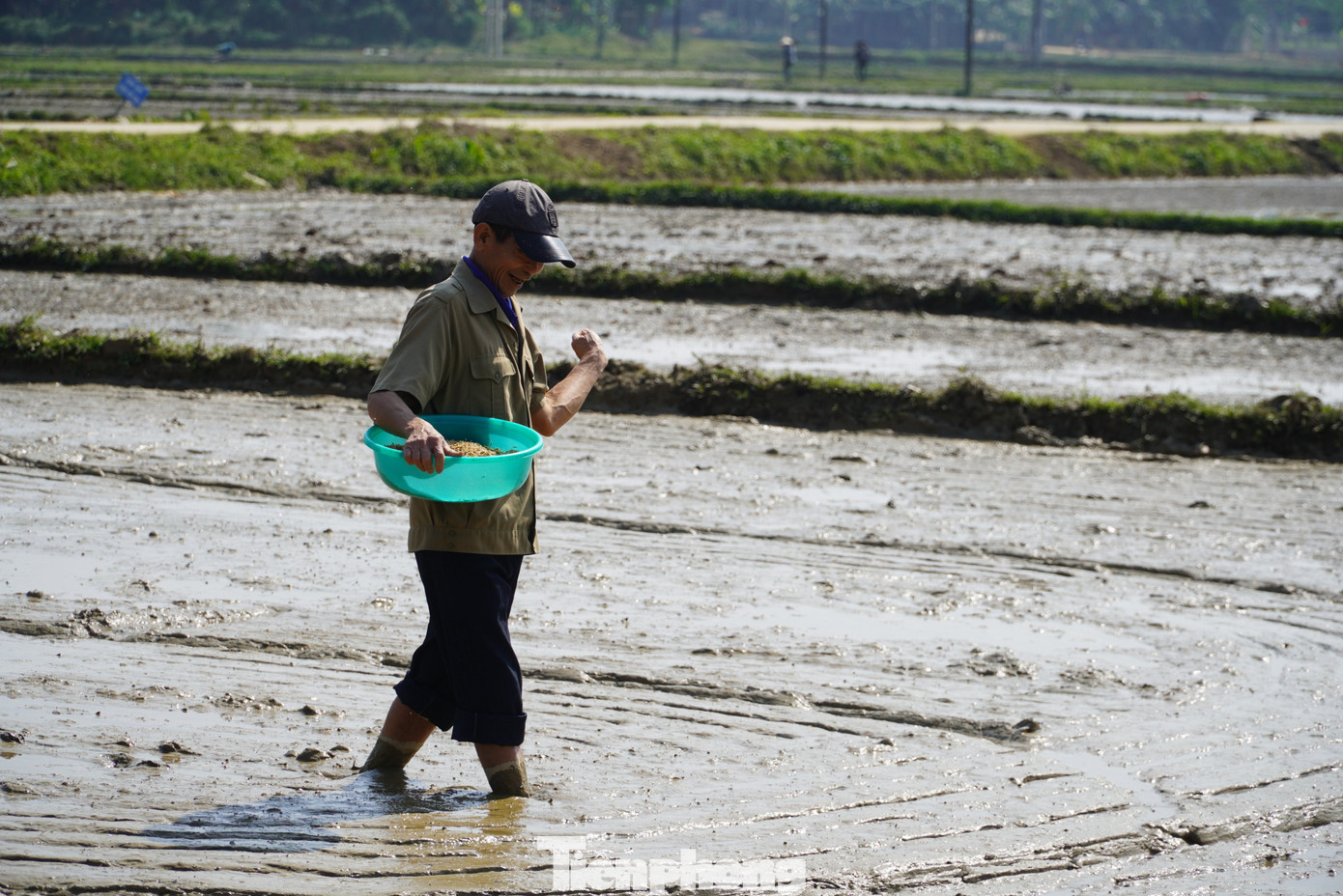 Theo thống kê từ Chi cục Trồng trọt và Bảo vệ thực vật tỉnh Hà Tĩnh, đến nay, toàn tỉnh đã xuống giống được trên 21.500 ha/59.000 ha, trong đó, diện tích gieo thẳng là trên 20.490 ha.