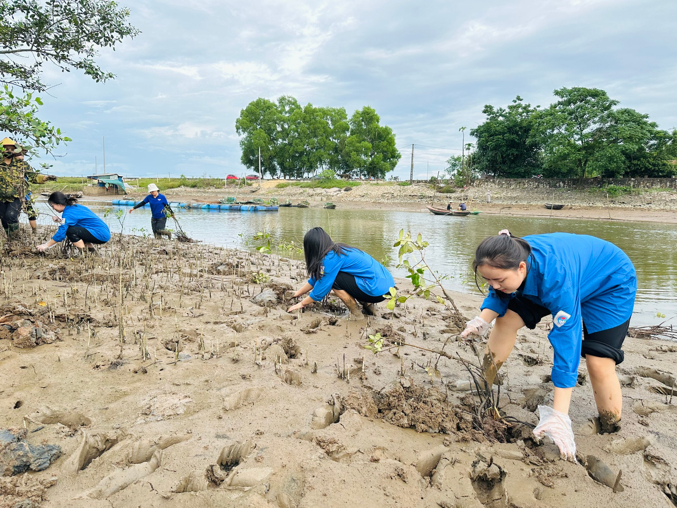 Tại đây, lực lượng thanh niên hỗ trợ trồng 750 cây mắm nhằm phủ xanh bãi bồi ven sông.