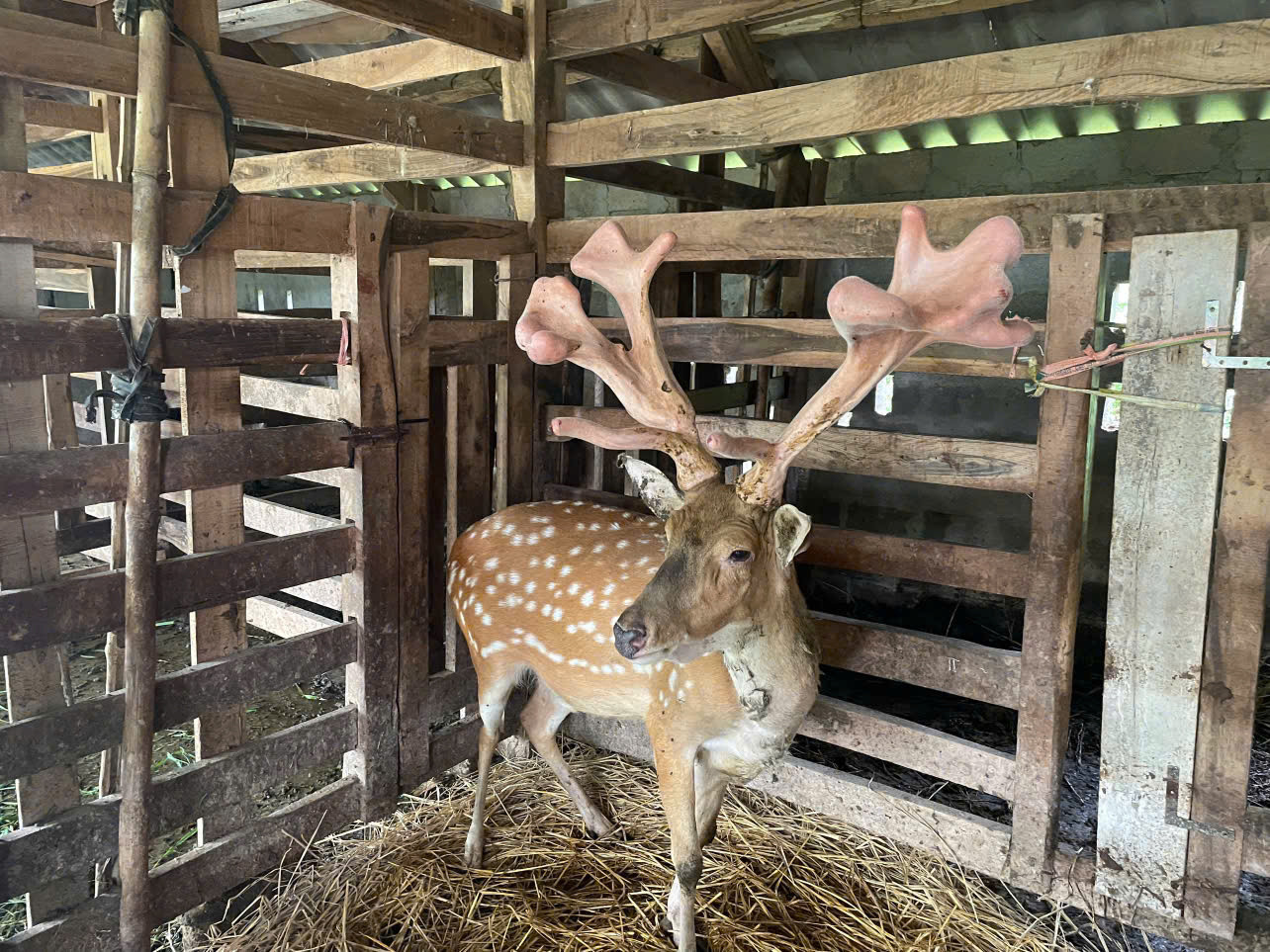 Con hươu cho cặp nhung nặng 4,12kg.