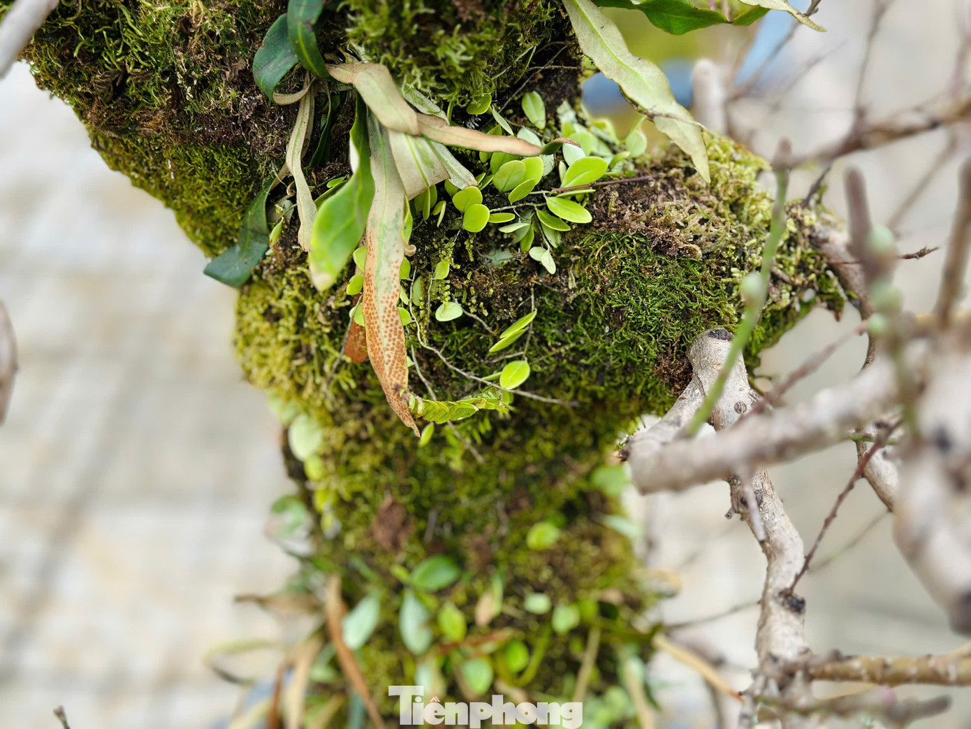 Những gốc đào cổ thụ, gốc phủ đầy rêu mốc, xù xì. Theo người bán đào, khi gốc đào được cuốn rêu xanh vừa tăng thẩm mỹ, vừa cấp ẩm cho cây. Chỉ cần đảm bảo cấp ẩm, rêu sẽ xanh tươi quanh năm trên thân cây. Những gốc đào cổ thụ, gốc phủ đầy rêu mốc, xù xì. Theo người bán đào, khi gốc đào được cuốn rêu xanh vừa tăng thẩm mỹ, vừa cấp ẩm cho cây. Chỉ cần đảm bảo cấp ẩm, rêu sẽ xanh tươi quanh năm trên thân cây.