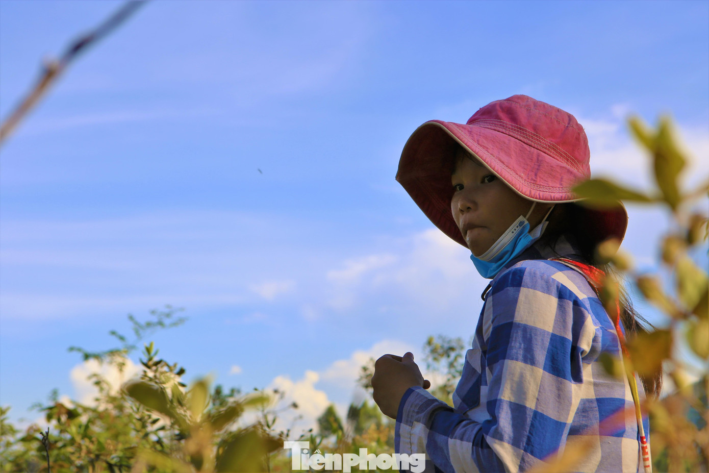 “Mỗi ngày hái cả hai mẹ con kiếm được khoảng 150-200 ngàn đồng. Hái sim rất vất vả, nhất là trong dịp nắng nóng này, mỗi buổi chỉ hái từ 2-3h là về vì trèo đồi cũng mệt”, em Ly chia sẻ.