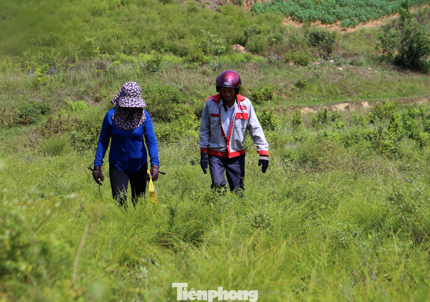 Theo ông Hồng, những ngày nắng hai vợ chồng tranh thủ lên đồi khoảng 3h đồng hồ cắt xong sẽ mang xuống phơi. Khi khô sẽ bó lại thành từng cục để chờ tiểu thương đến mua.