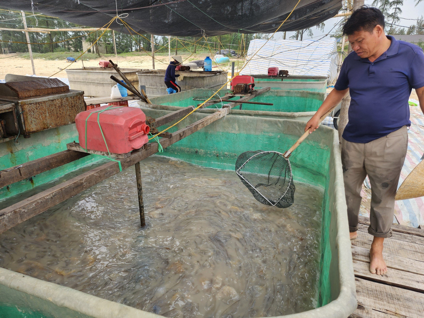 So với những năm trước, thời điểm này sản lượng đánh bắt sứa biển ít hơn, song lại có nhiều nụ sứa đẹp, kích thước lớn, bán được giá cao.
