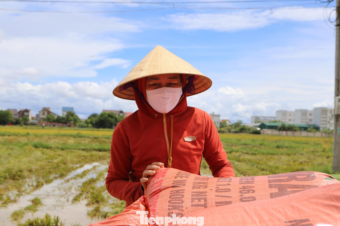 Không nghỉ trưa, bà Trần Thị Bé (trú phường Thạch Quý, TP Hà Tĩnh) cùng chồng chuẩn bị xe kéo, túi đựng thóc để chuẩn bị gặt lúa. Năm nay gia đình bà làm 3 sào ruộng, dù mới chỉ chín được 70% nhưng vẫn gặt vì lo sợ mưa bão gây ngập lụt sẽ mất trắng.