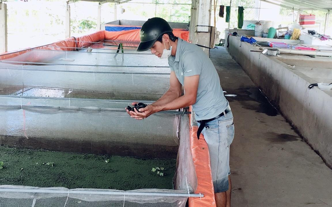 Anh Toại bên các hồ nuôi ốc giống.