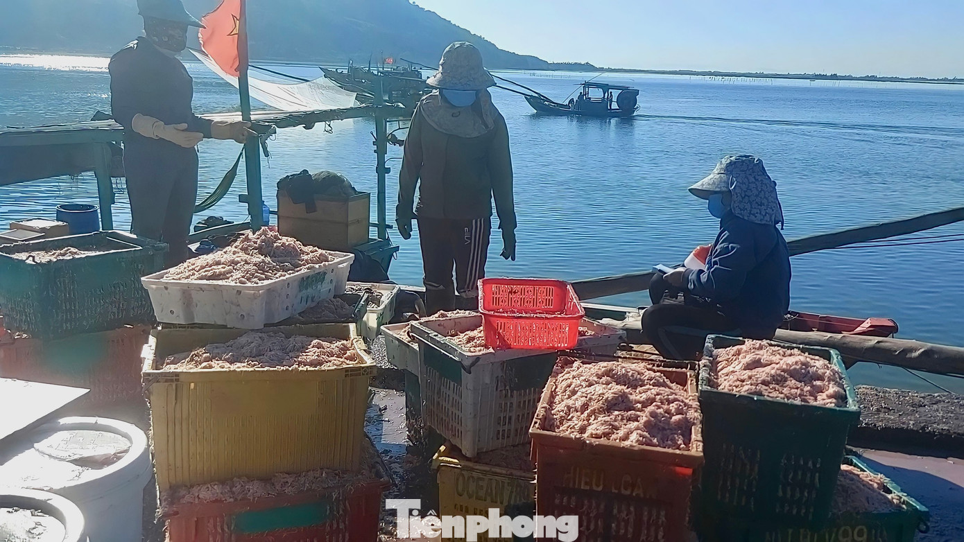 Hiện tại giá ruốc được mua từ 5-7 ngàn đồng/kg. Dù giá thấp hơn trước nhưng đánh bắt được số lượng nhiều nên mỗi chuyến thuyền cập cảng ngư dân thu về hàng triệu đồng. Hiện tại giá ruốc được mua từ 5-7 ngàn đồng/kg. Dù giá thấp hơn trước nhưng đánh bắt được số lượng nhiều nên mỗi chuyến thuyền cập cảng ngư dân thu về hàng triệu đồng.